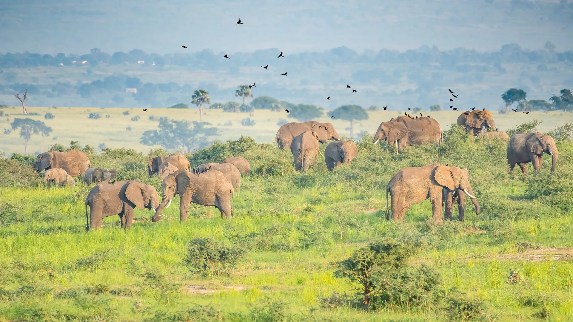 Murchison falls in the Dry Season