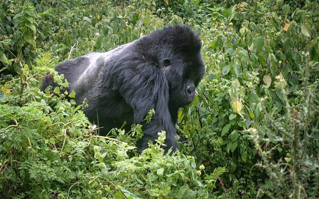 Rwanda