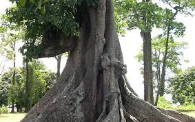Nakayima Tree