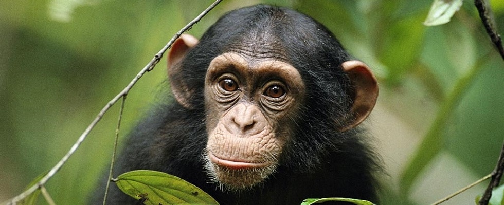 6 Days Uganda Primate