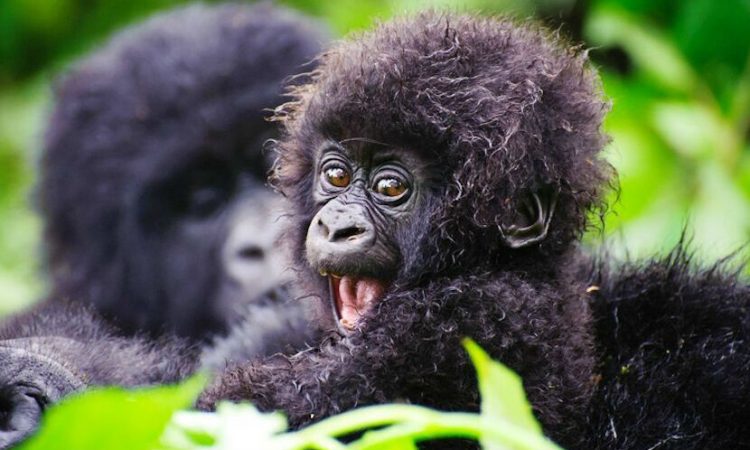 Where Are the Mountain Gorillas in Uganda?