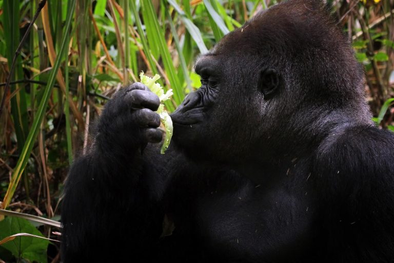5 Days Congo Lowland Gorilla Safari