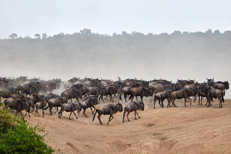 The Great Migration