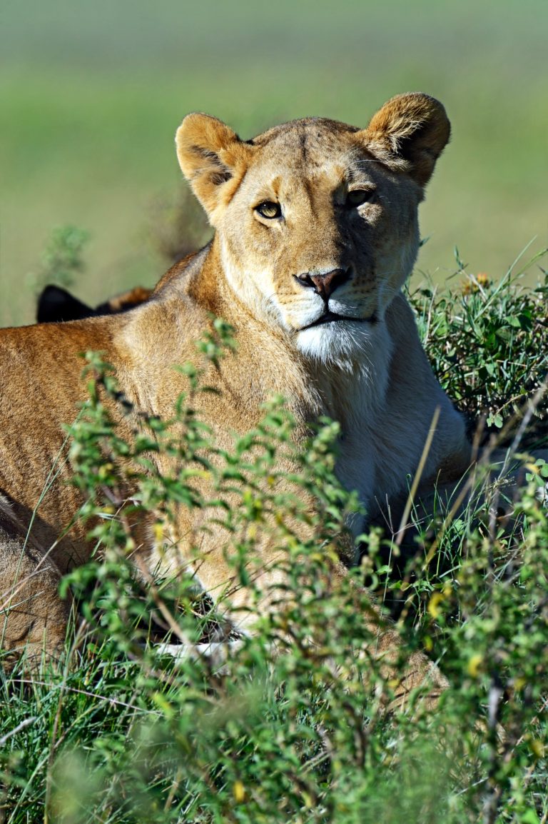 10 Days Classic Kenya Wildlife Safari