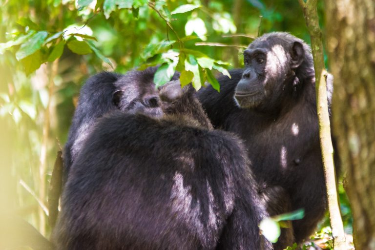 7 Days Rwanda Primates and Wildlife Safari
