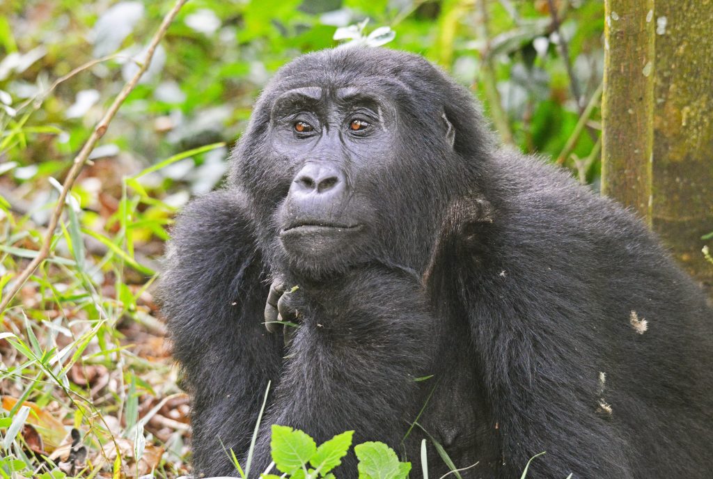 12 Days Budget Bwindi Gorilla Trekking