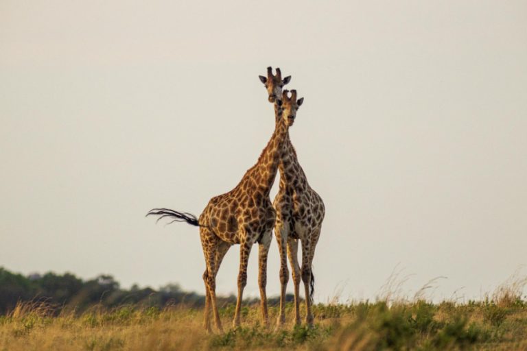 image_giraffes_in_kenya