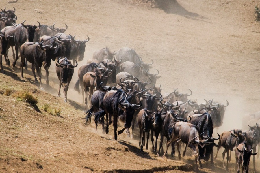 image_wildebeest_migration_experience_in_kenya