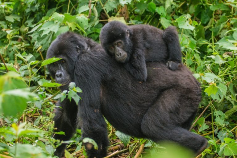 image_gorilla_tracking_experience_in_uganda_afoyo_african_safaris