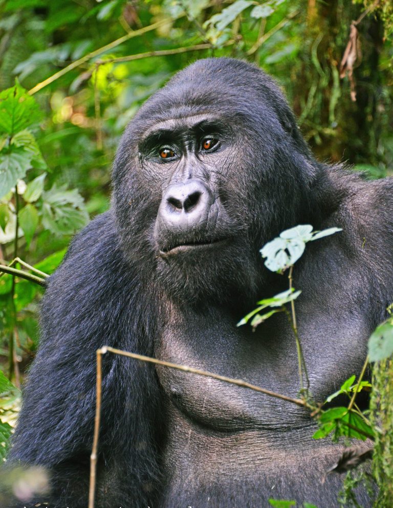 Gorilla Excursions in Africa