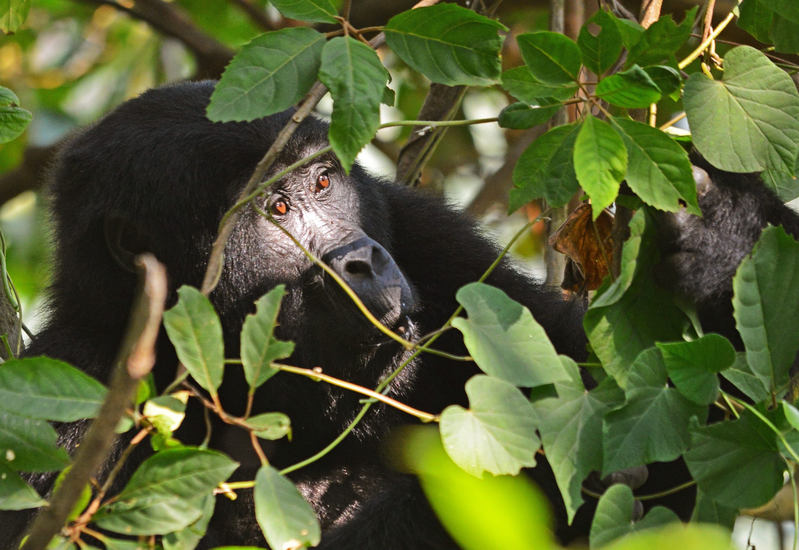 Uganda Tours