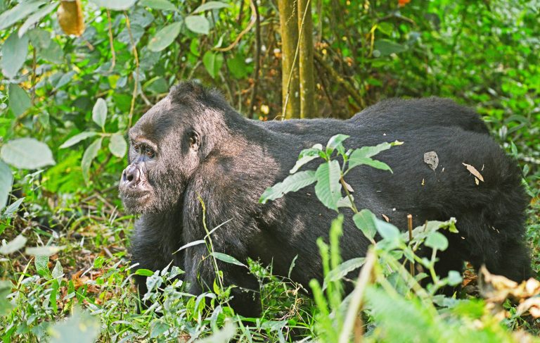 Mountain Gorillas