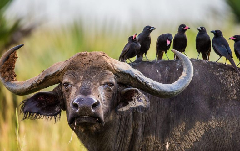 Cape buffalo with oxpeckers on its back