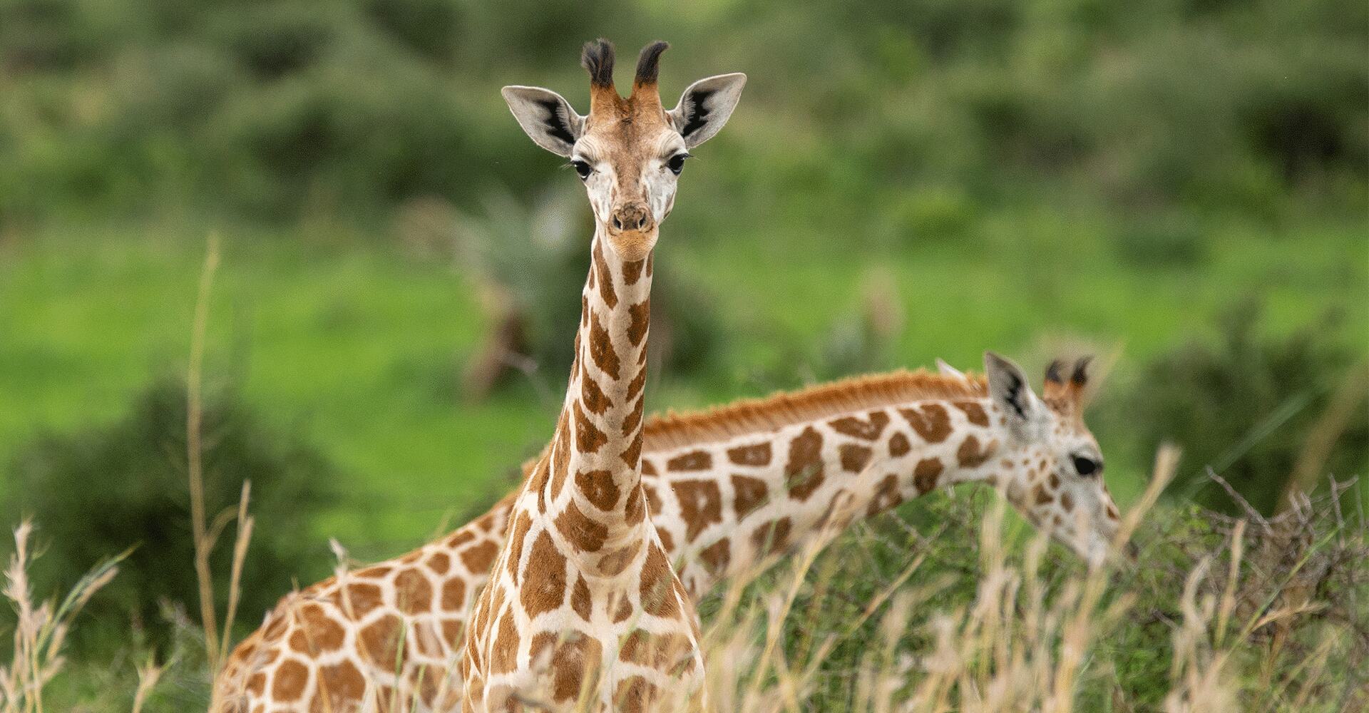 Young giraffe in tall grass