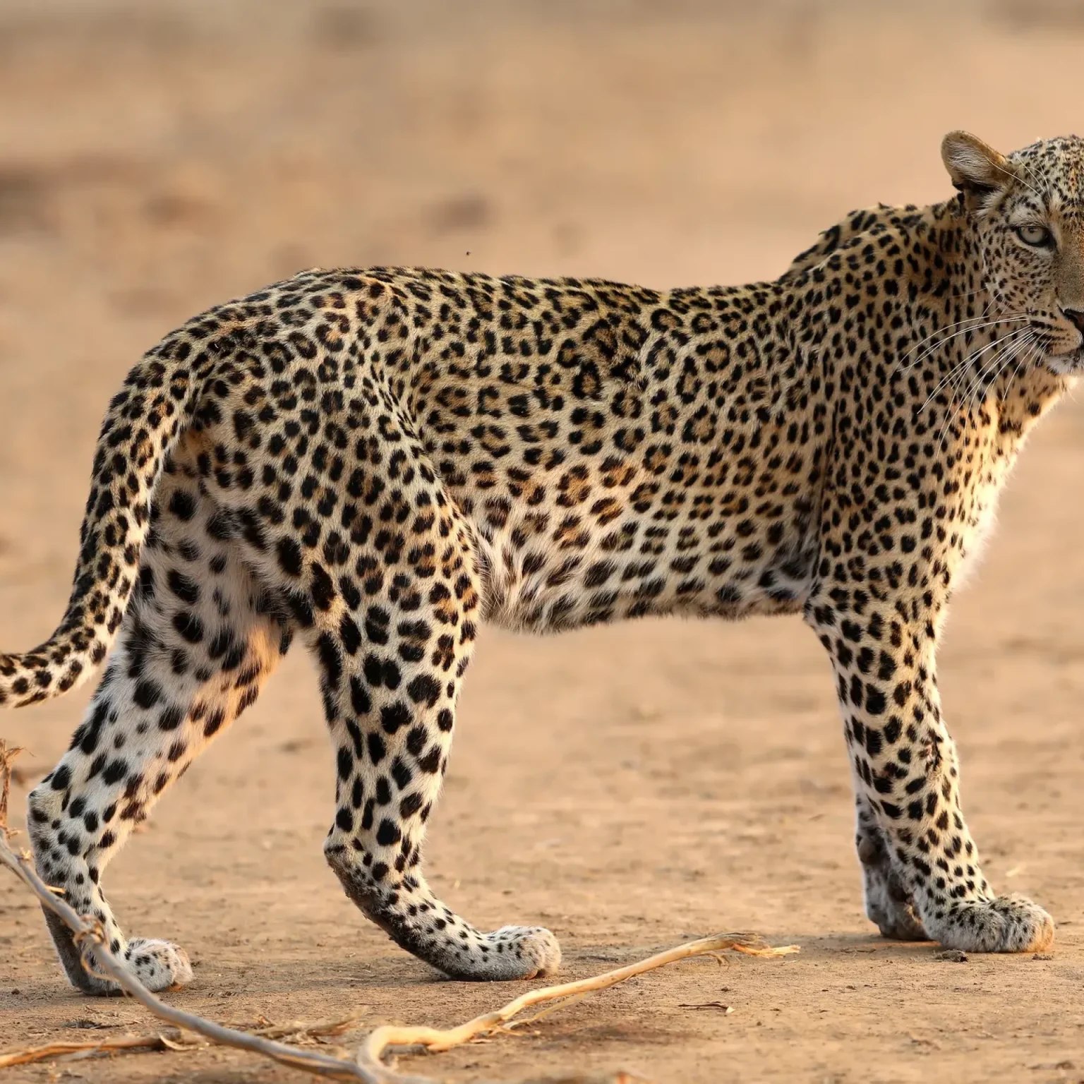 Zambia